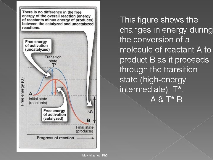 This figure shows the changes in energy during the conversion of a molecule of