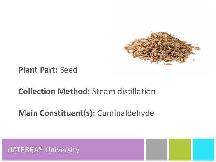 Plant Part: Seed Collection Method: Steam distillation Main Constituent(s): Cuminaldehyde dōTERRA® University dōTERRA® Product