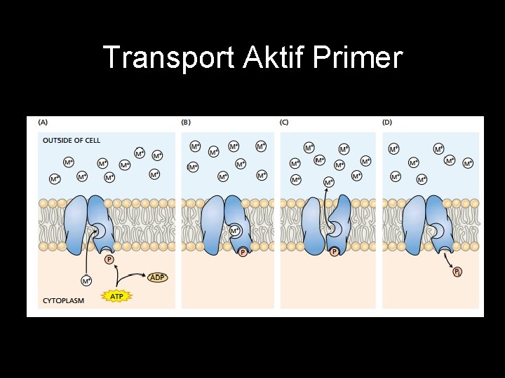 Transport Aktif Primer 