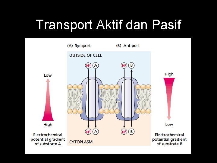 Transport Aktif dan Pasif 