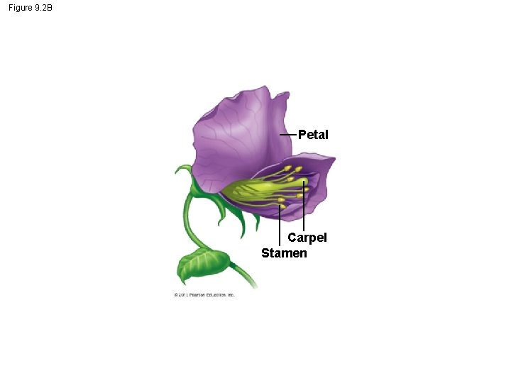 Figure 9. 2 B Petal Carpel Stamen 