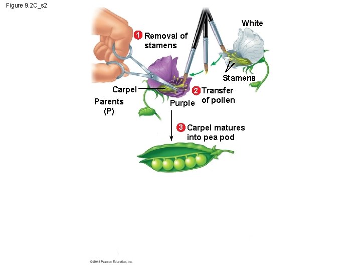 Figure 9. 2 C_s 2 White 1 Removal of stamens Stamens Carpel Parents (P)