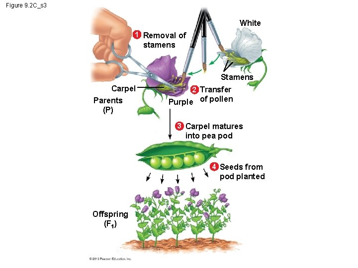 Figure 9. 2 C_s 3 White 1 Removal of stamens Stamens Carpel Parents (P)