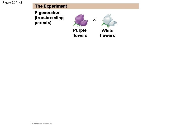 Figure 9. 3 A_s 1 The Experiment P generation (true-breeding parents) Purple flowers White