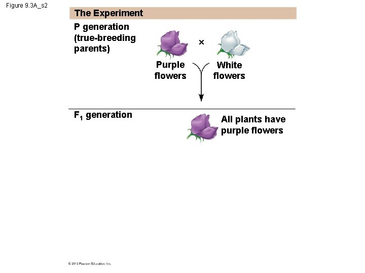 Figure 9. 3 A_s 2 The Experiment P generation (true-breeding parents) Purple flowers F