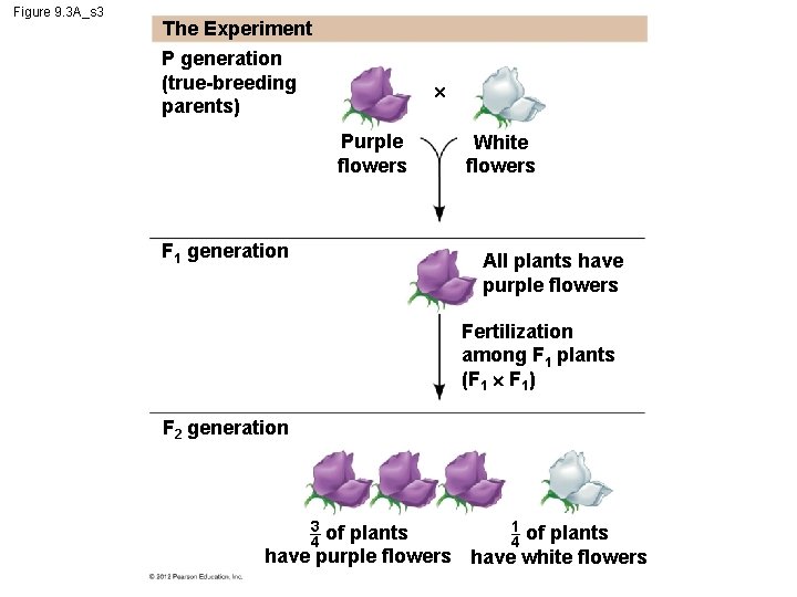 Figure 9. 3 A_s 3 The Experiment P generation (true-breeding parents) Purple flowers F