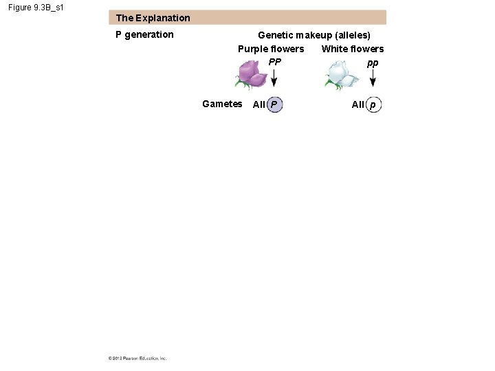 Figure 9. 3 B_s 1 The Explanation P generation Genetic makeup (alleles) White flowers