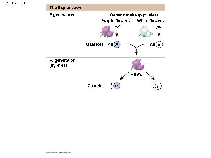 Figure 9. 3 B_s 2 The Explanation P generation Genetic makeup (alleles) White flowers
