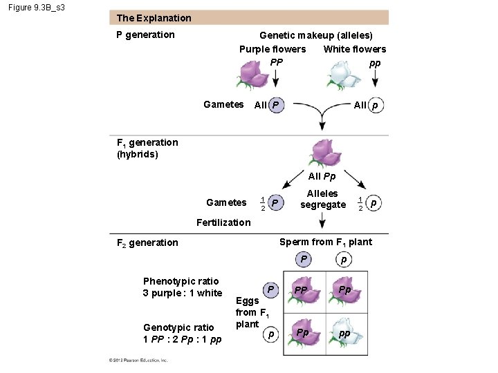 Figure 9. 3 B_s 3 The Explanation P generation Genetic makeup (alleles) White flowers