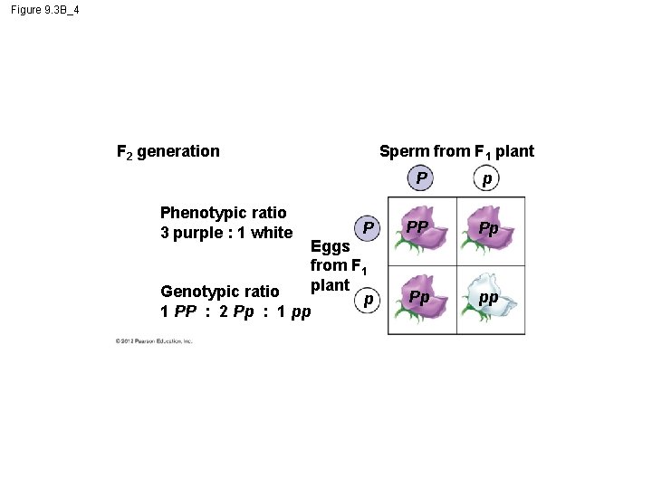 Figure 9. 3 B_4 F 2 generation Phenotypic ratio 3 purple : 1 white