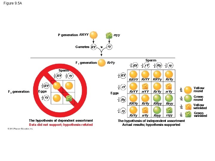 Figure 9. 5 A P generation RRYY Gametes RY F 1 generation rryy ry