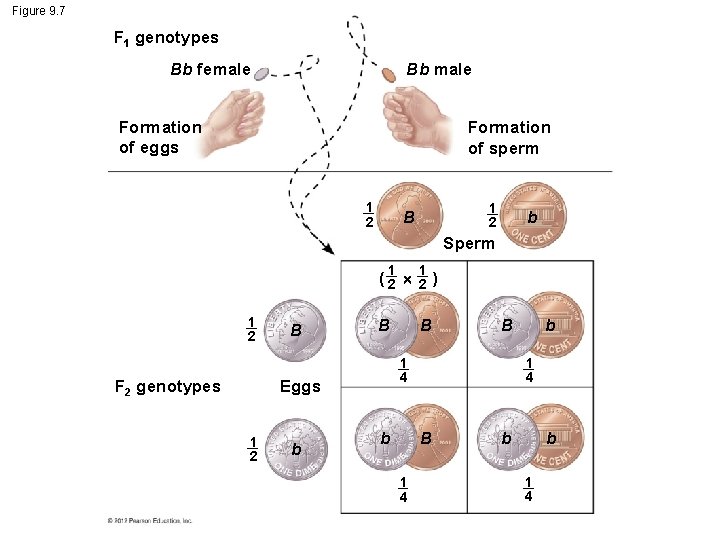 Figure 9. 7 F 1 genotypes Bb male Bb female Formation of eggs Formation