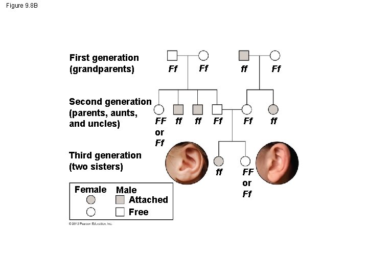 Figure 9. 8 B First generation (grandparents) Ff Second generation (parents, aunts, FF and