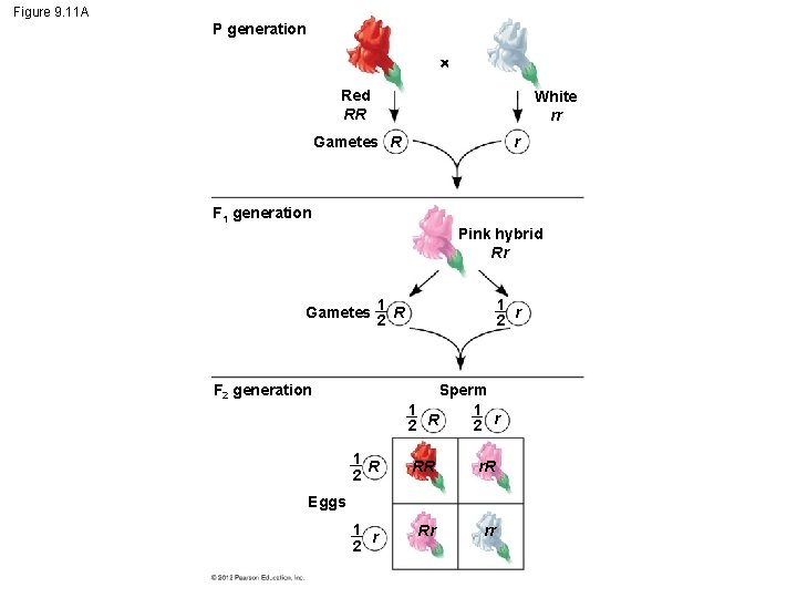 Figure 9. 11 A P generation Red RR White rr Gametes R r F