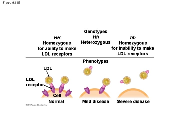 Figure 9. 11 B HH Homozygous for ability to make LDL receptors Genotypes Hh