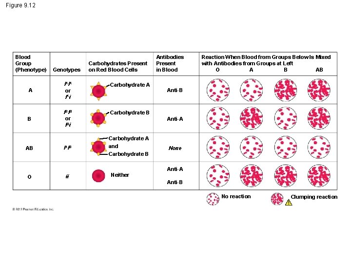 Figure 9. 12 Blood Group (Phenotype) Genotypes Carbohydrates Present on Red Blood Cells A