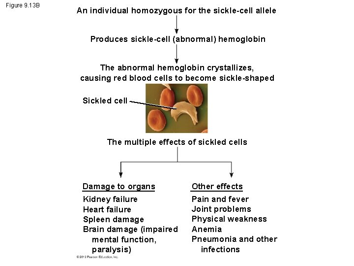 Figure 9. 13 B An individual homozygous for the sickle-cell allele Produces sickle-cell (abnormal)