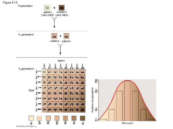 Figure 9. 14 P generation aabbcc AABBCC (very light) (very dark) F 1 generation