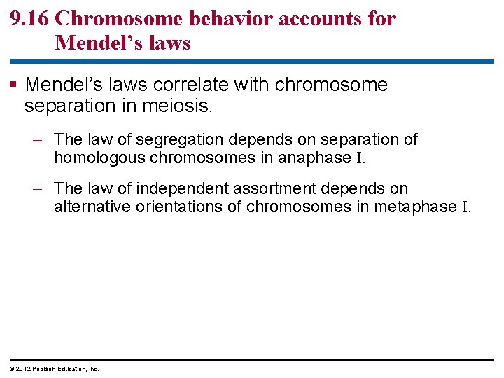 9. 16 Chromosome behavior accounts for Mendel’s laws correlate with chromosome separation in meiosis.