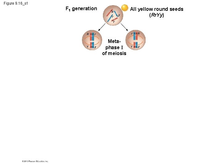 Figure 9. 16_s 1 F 1 generation R r y All yellow round seeds