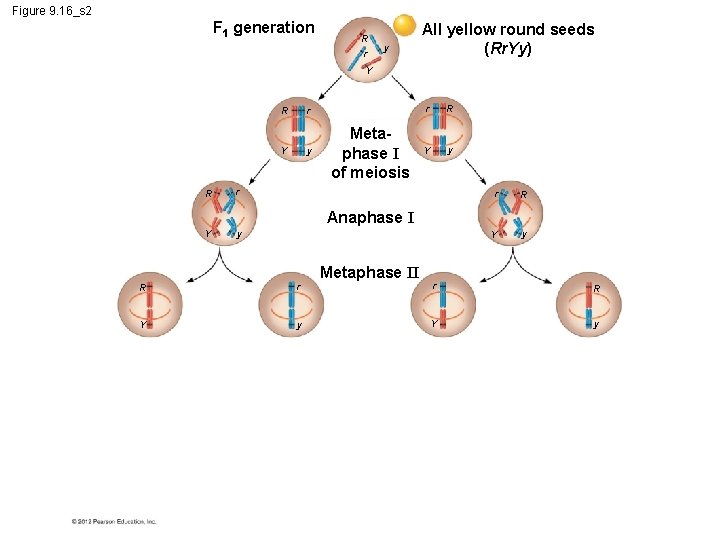 Figure 9. 16_s 2 F 1 generation R r y All yellow round seeds