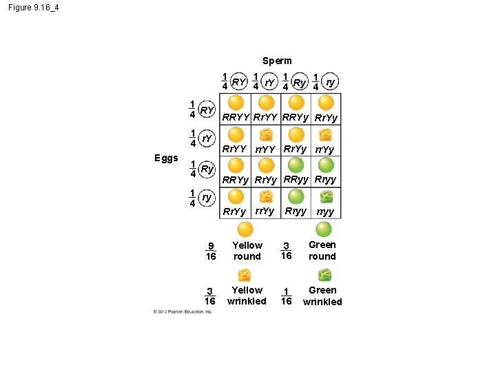 Figure 9. 16_4 Sperm 1 1 4 RY 4 r. Y 4 Ry 4