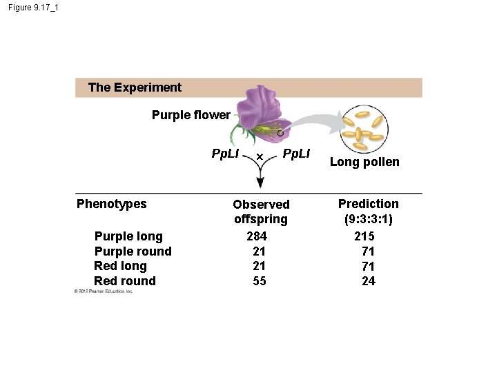 Figure 9. 17_1 The Experiment Purple flower Pp. Ll Phenotypes Purple long Purple round