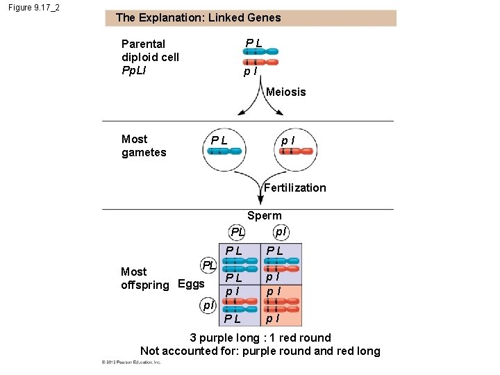 Figure 9. 17_2 The Explanation: Linked Genes PL Parental diploid cell Pp. Ll pl