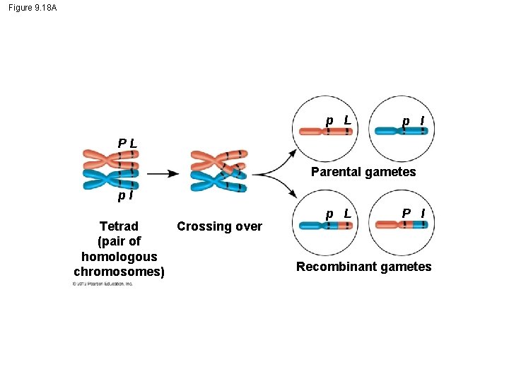 Figure 9. 18 A p L p l PL Parental gametes pl Tetrad Crossing