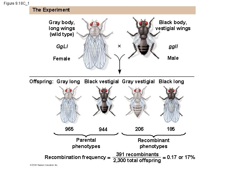 Figure 9. 18 C_1 The Experiment Gray body, long wings (wild type) Black body,