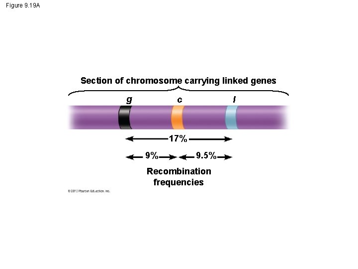 Figure 9. 19 A Section of chromosome carrying linked genes g c l 17%