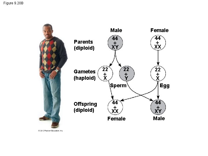 Figure 9. 20 B Male 44 XY Parents (diploid) Gametes (haploid) Offspring (diploid) 22