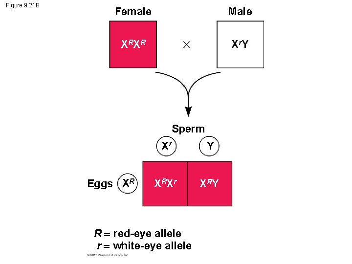 Figure 9. 21 B Female Male X RX R X r. Y Sperm Eggs