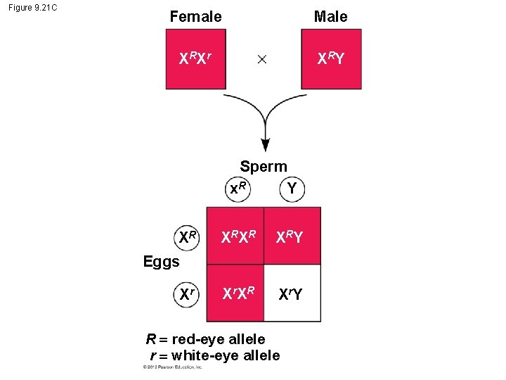 Figure 9. 21 C Female Male X RX r X RY Sperm Y x.