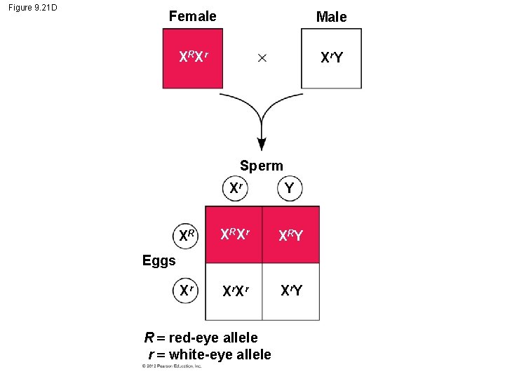 Figure 9. 21 D Female Male XRXr Xr. Y Sperm Xr Y XR XRXr