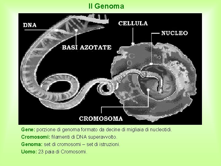 Il Genoma Gene: porzione di genoma formato da decine di migliaia di nucleotidi. Cromosomi: