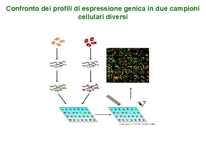 Confronto dei profili di espressione genica in due campioni cellulari diversi 