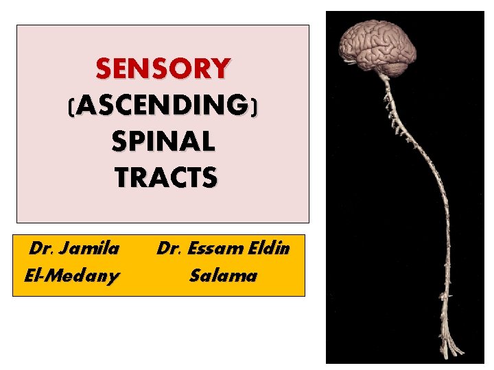 SENSORY (ASCENDING) SPINAL TRACTS Dr. Jamila El-Medany Dr. Essam Eldin Salama 