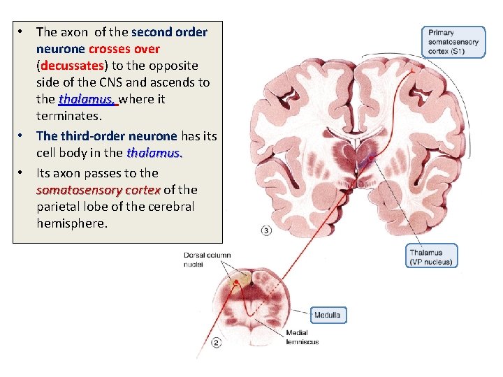  • The axon of the second order neurone crosses over (decussates) to the