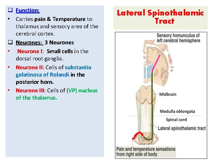 q Function: • Carries pain & Temperature to thalamus and sensory area of the