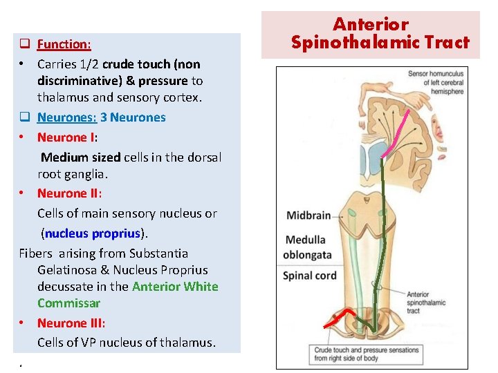 q Function: • Carries 1/2 crude touch (non discriminative) & pressure to thalamus and