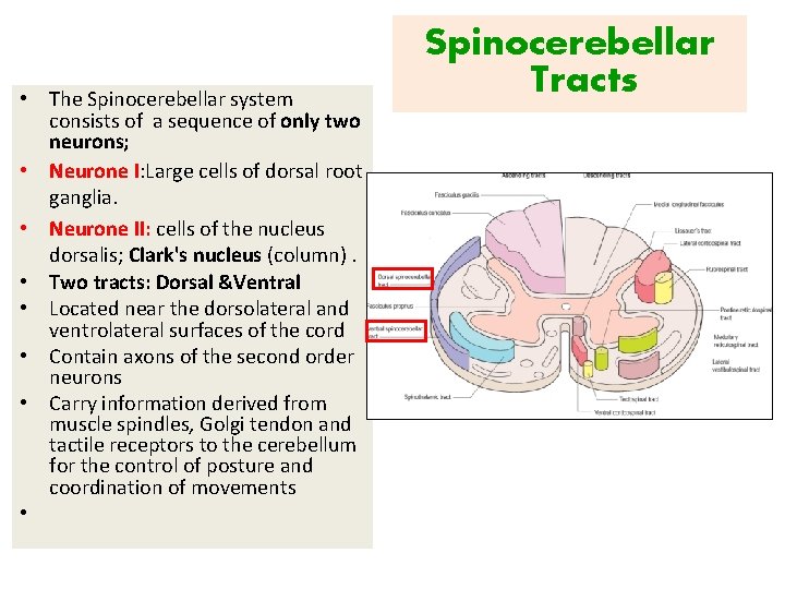  • The Spinocerebellar system consists of a sequence of only two neurons; •