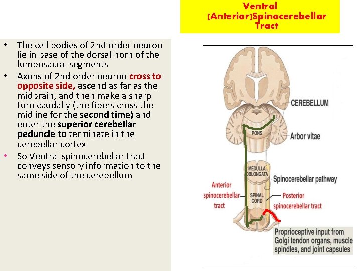 Ventral (Anterior)Spinocerebellar Tract • The cell bodies of 2 nd order neuron lie in