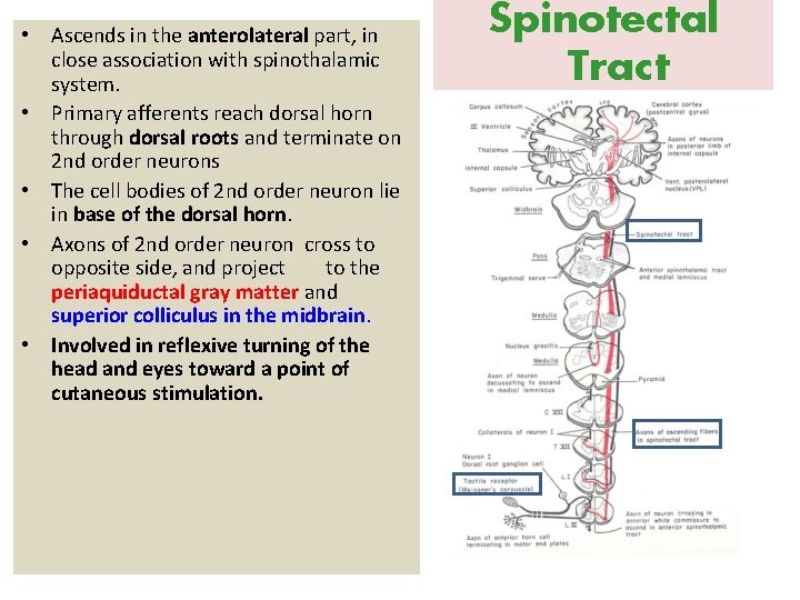  • Ascends in the anterolateral part, in close association with spinothalamic system. •