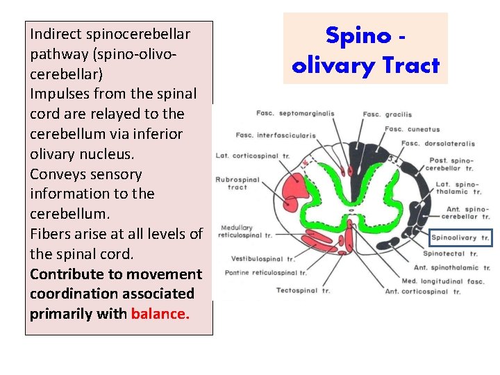 Indirect spinocerebellar pathway (spino-olivocerebellar) Impulses from the spinal cord are relayed to the cerebellum