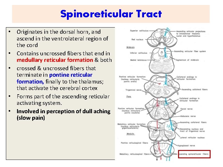 Spinoreticular Tract • Originates in the dorsal horn, and ascend in the ventrolateral region