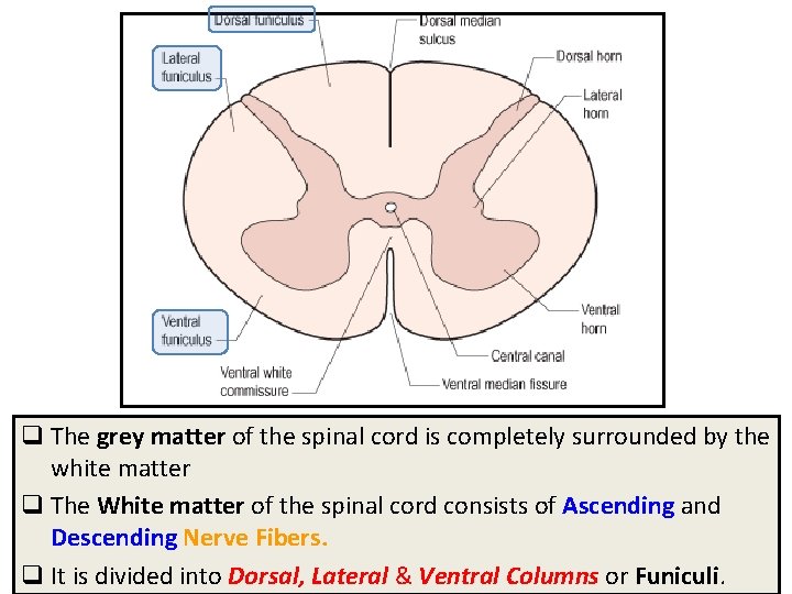 q The grey matter of the spinal cord is completely surrounded by the white