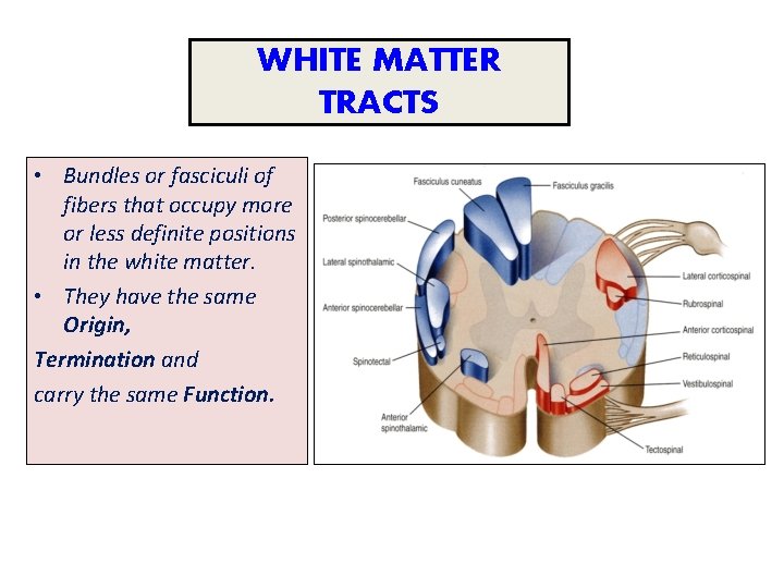 WHITE MATTER TRACTS • Bundles or fasciculi of fibers that occupy more or less