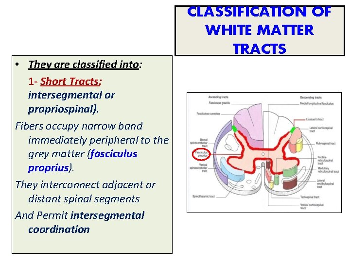  • They are classified into: 1 - Short Tracts; intersegmental or propriospinal). Fibers