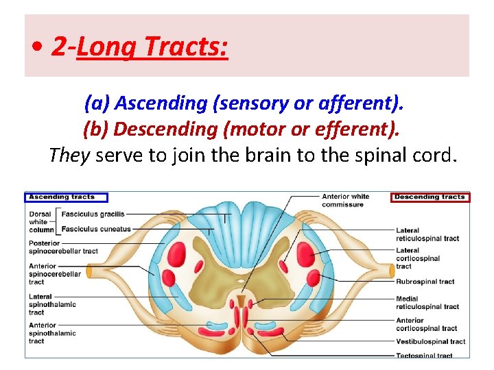  • 2 -Long Tracts: (a) Ascending (sensory or afferent). (b) Descending (motor or